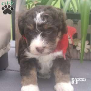 sara, Mini Bernedoodle Puppy