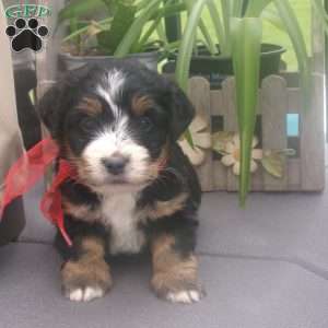 Bella, Mini Bernedoodle Puppy