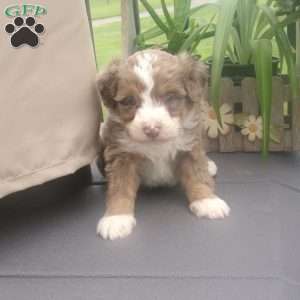 Teddy, Mini Bernedoodle Puppy