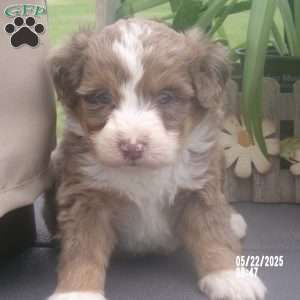 Teddy, Mini Bernedoodle Puppy