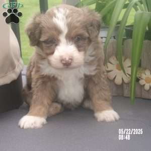 Teddy, Mini Bernedoodle Puppy