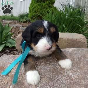 Dexter, Mini Bernedoodle Puppy