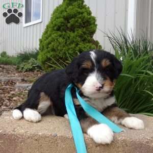 Dexter, Mini Bernedoodle Puppy