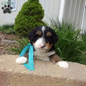 Dexter, Mini Bernedoodle Puppy