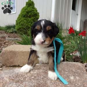 Dexter, Mini Bernedoodle Puppy