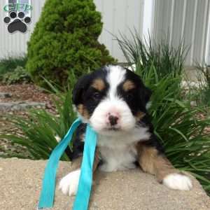 Dakota, Mini Bernedoodle Puppy