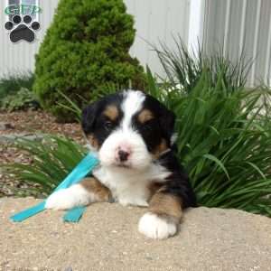Dakota, Mini Bernedoodle Puppy