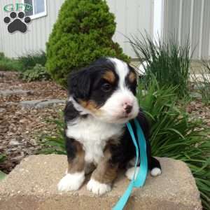 Dakota, Mini Bernedoodle Puppy