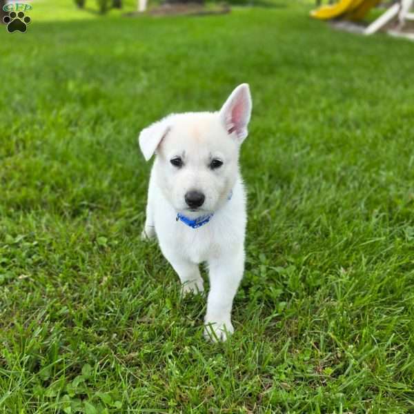 Jordan, German Shepherd Puppy