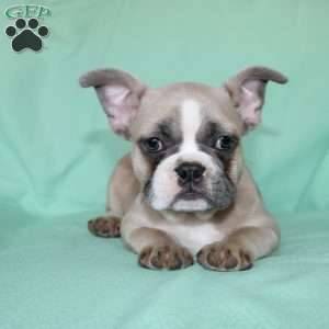 Regina, French Bulldog Puppy