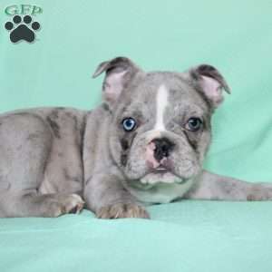 Rover, French Bulldog Puppy