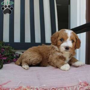 Rachel, Mini Goldendoodle Puppy