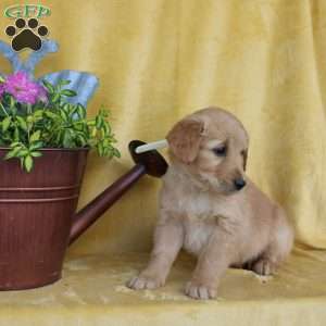 Dainty, Golden Retriever Puppy