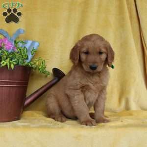 Dean, Golden Retriever Puppy