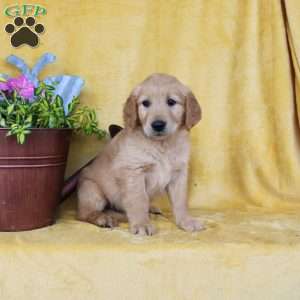 Dan, Golden Retriever Puppy