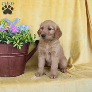 Daphne, Golden Retriever Puppy