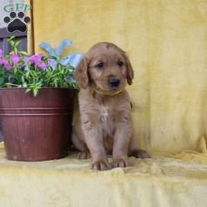 Davis, Golden Retriever Puppy