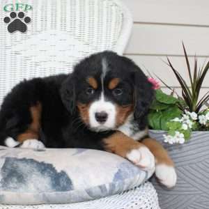 Rachel, Bernese Mountain Dog Puppy