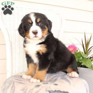 Rebecca, Bernese Mountain Dog Puppy