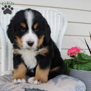 Ricky, Bernese Mountain Dog Puppy