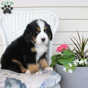 Rocky, Bernese Mountain Dog Puppy