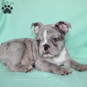 Rover, French Bulldog Puppy
