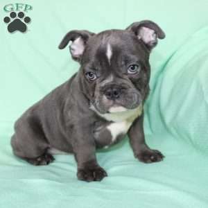 Roger, French Bulldog Puppy