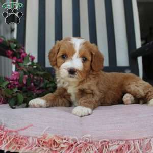 Rachel, Mini Goldendoodle Puppy