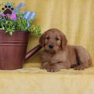 Dean, Golden Retriever Puppy
