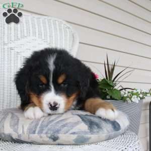 Robert, Bernese Mountain Dog Puppy