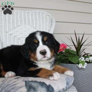 Rebecca, Bernese Mountain Dog Puppy