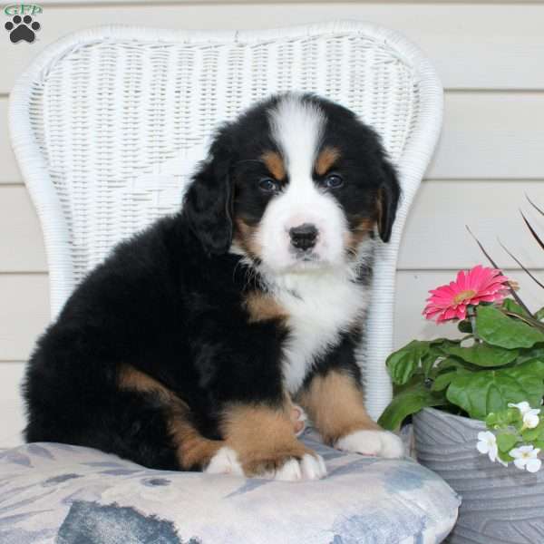 Rocky, Bernese Mountain Dog Puppy
