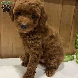 Poppy, Toy Poodle Puppy