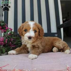 Rachel, Mini Goldendoodle Puppy