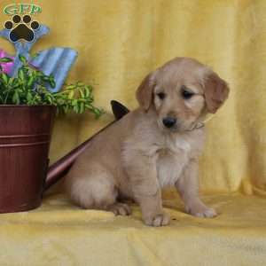 Dainty, Golden Retriever Puppy