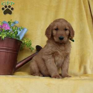 Dean, Golden Retriever Puppy