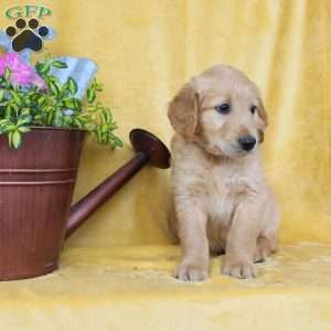 Dan, Golden Retriever Puppy