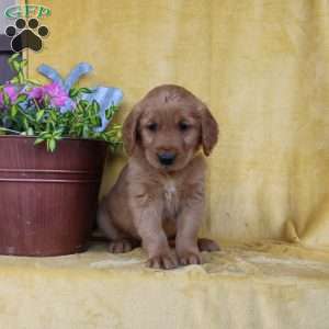 Davis, Golden Retriever Puppy