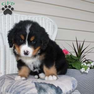 Robert, Bernese Mountain Dog Puppy