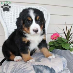 Rebecca, Bernese Mountain Dog Puppy