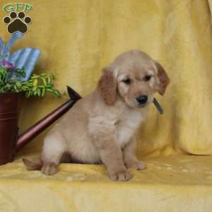 Dakota, Golden Retriever Puppy