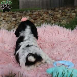 Tinkerbell, Cockapoo Puppy