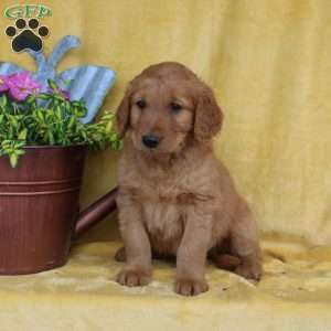 Dean, Golden Retriever Puppy