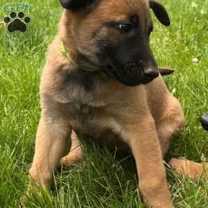 Dakota, Belgian Malinois Puppy