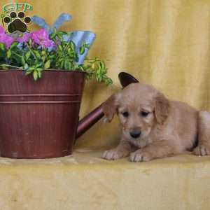 Dainty, Golden Retriever Puppy