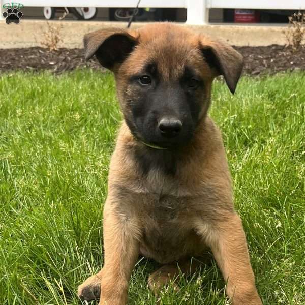 Dakota, Belgian Malinois Puppy