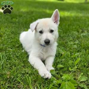 Jordan, German Shepherd Puppy