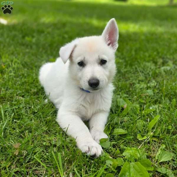 Jordan, German Shepherd Puppy
