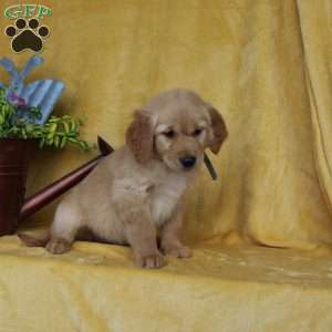Dakota, Golden Retriever Puppy