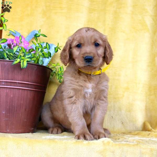 Davis, Golden Retriever Puppy